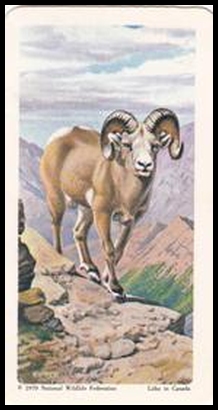 48 Bighorn Sheep